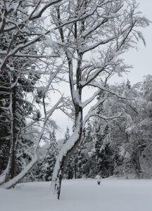 2017年　雪が少ない冬です